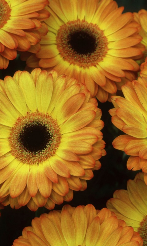 Желтые герберы обои