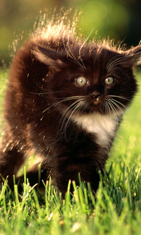 Кот воитель обои