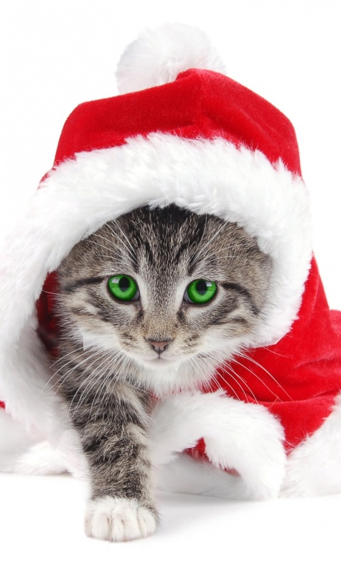 Новогодний кот обои