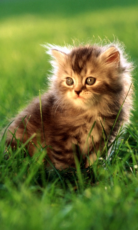 Пушистый котенок в траве обои