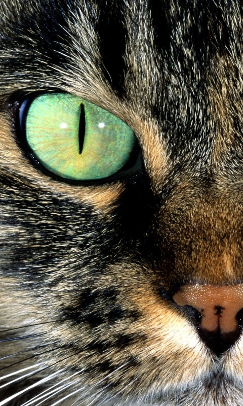 Кошачья морда обои