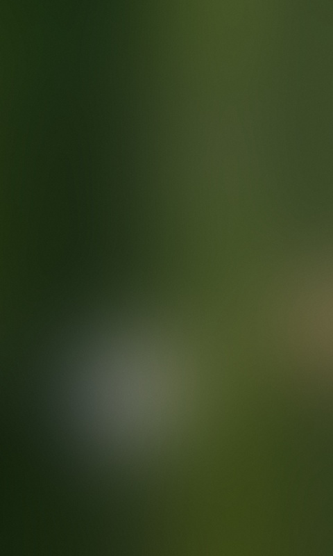 Заросли Бамбука обои