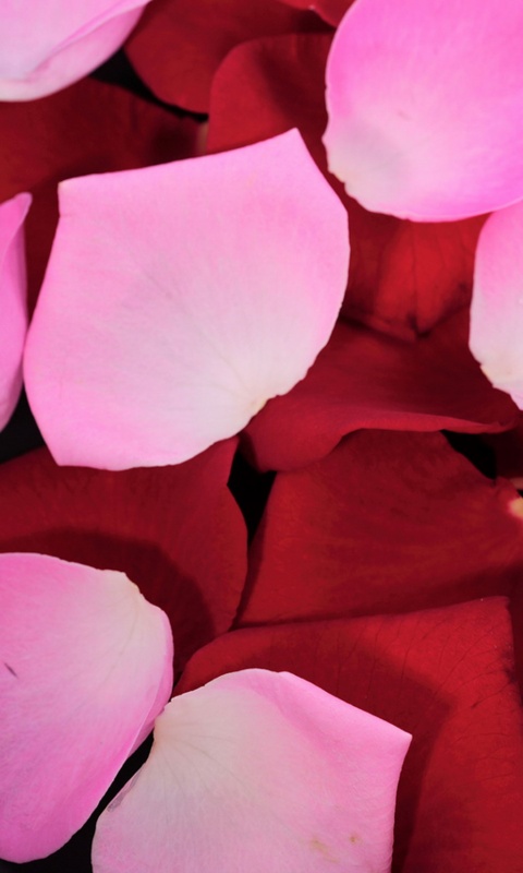 Розовые и красные лепестки обои
