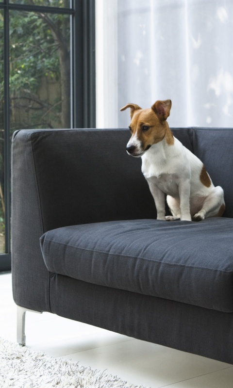 Пес на диване обои