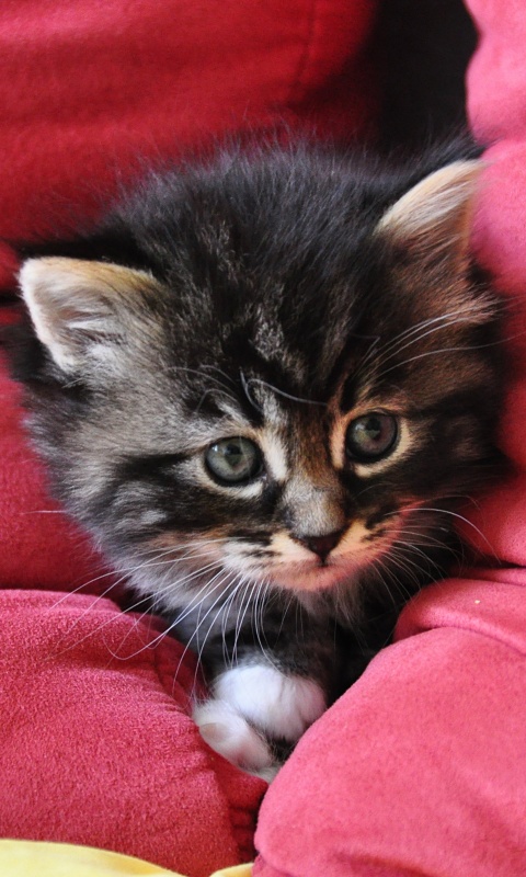 Котенок в подушках обои