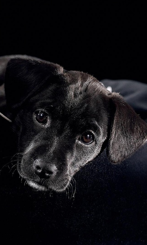 Собачка в сумке обои