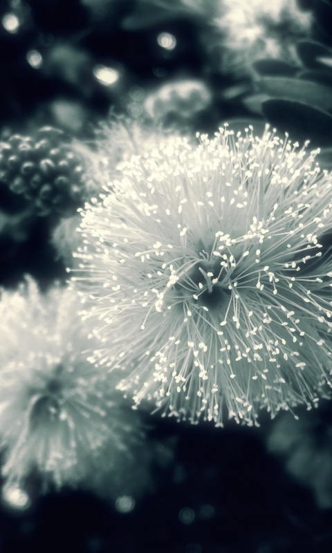 Сказочный цветок обои