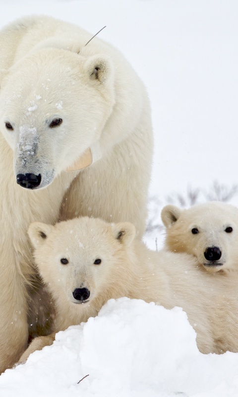 Белые медведи обои