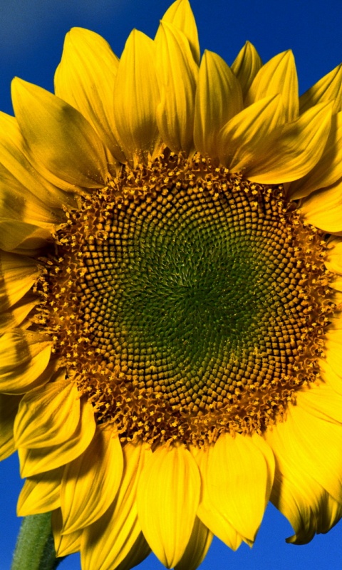 Солнечный цветок обои