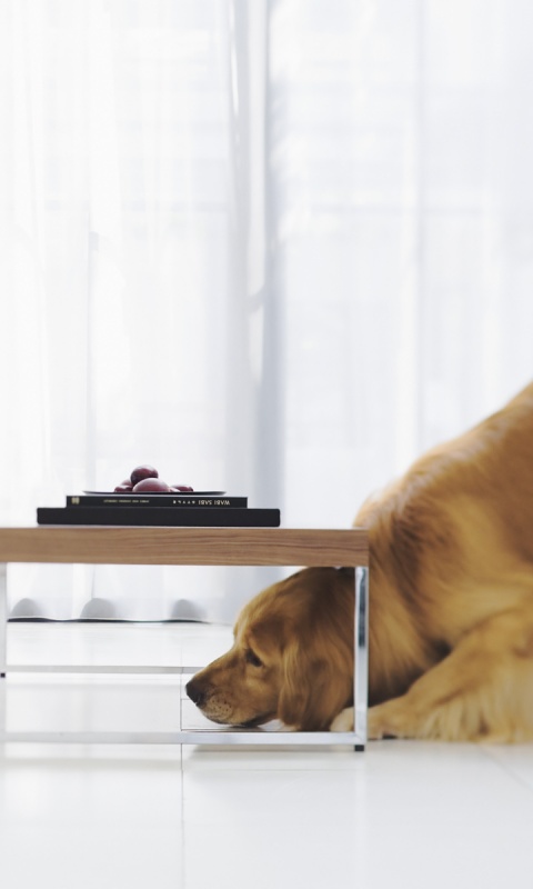 Большая собака под маленький столик обои