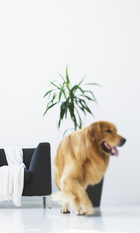 Собака в быту обои