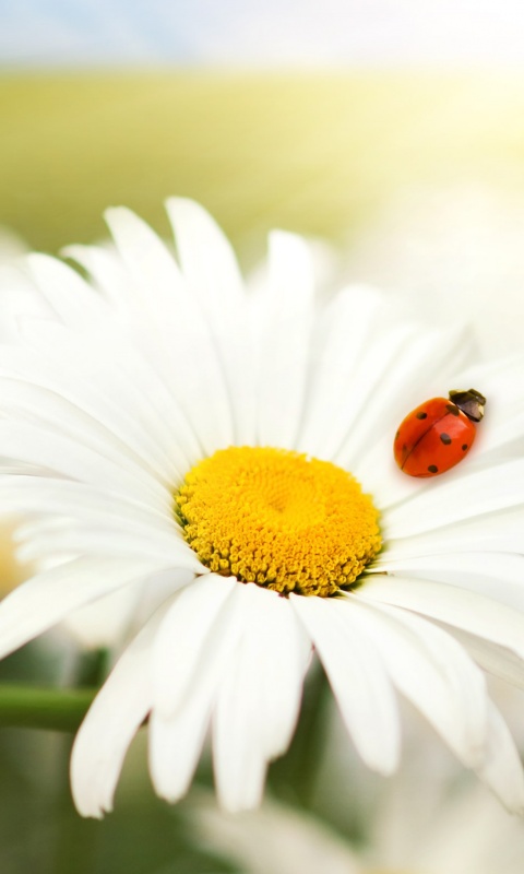 Божья коровка обои