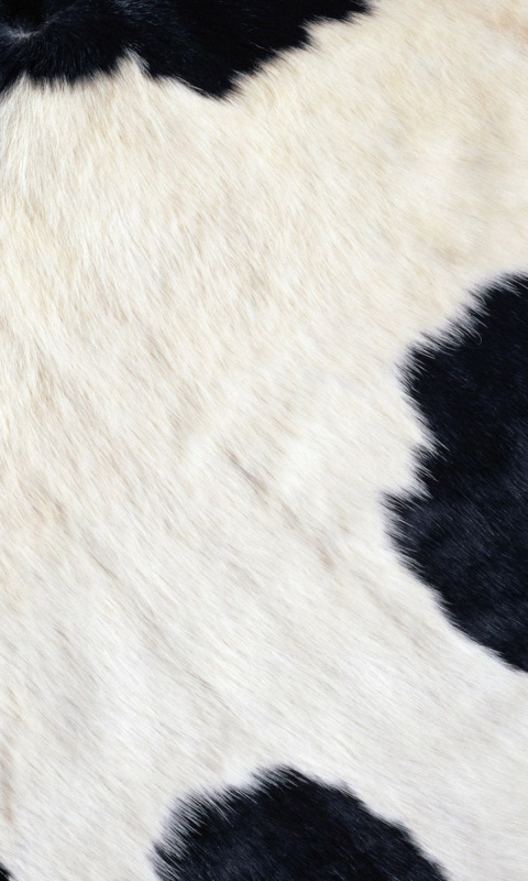 Шкура коровы обои