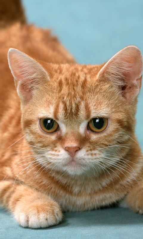 Котенок обои