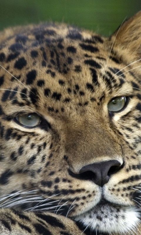 Злопасный ягуляр обои