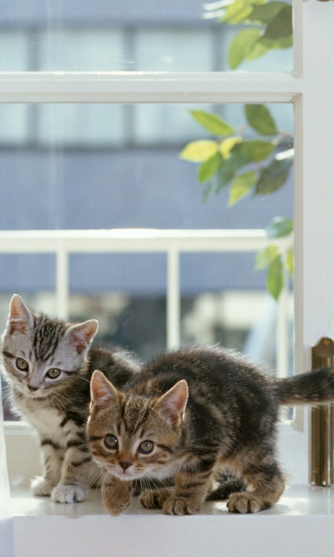 Милые котята обои