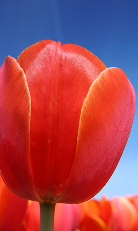 Тюльпан обои