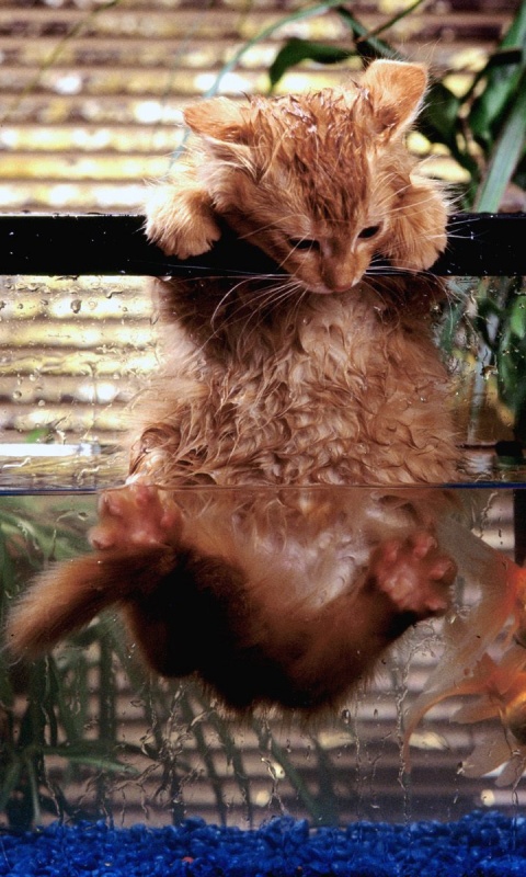 Мокрая киска обои