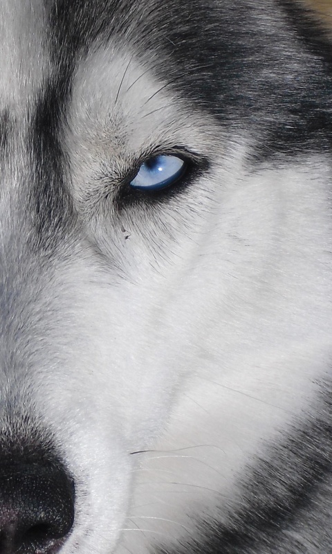 Собака с голубыми глазами обои