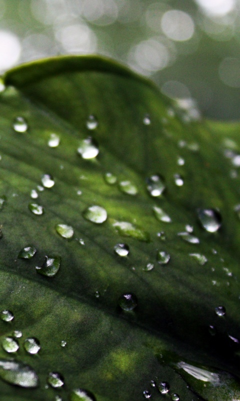 Роса на листке обои