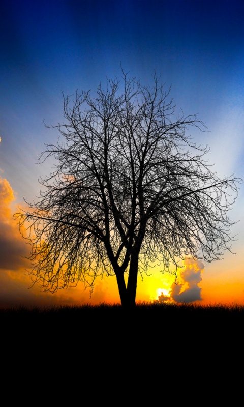 Дерево на закате обои