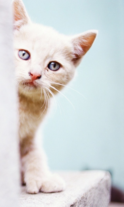 Котик из-за угла обои