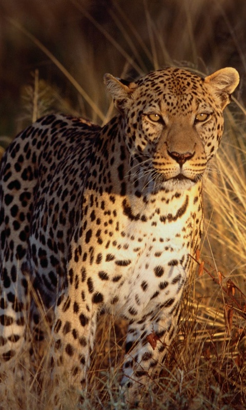 Леопард на охоте обои