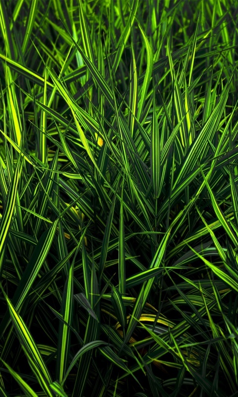 Дикая трава обои