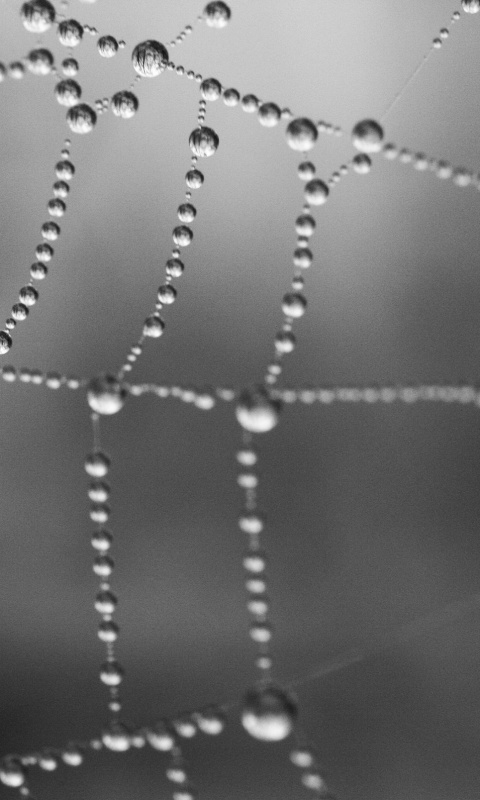 Капли на паутине обои