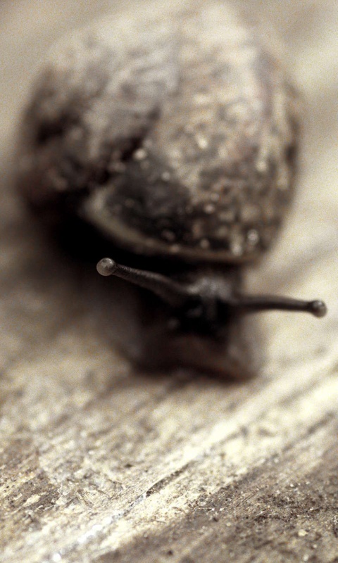 Улитка на ветке обои