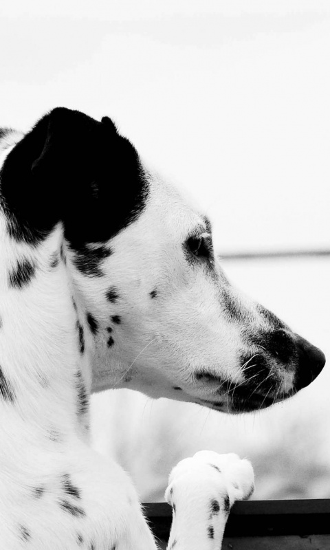 Долматинец смотрит вдаль обои