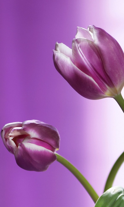 Сиреневые цветы обои