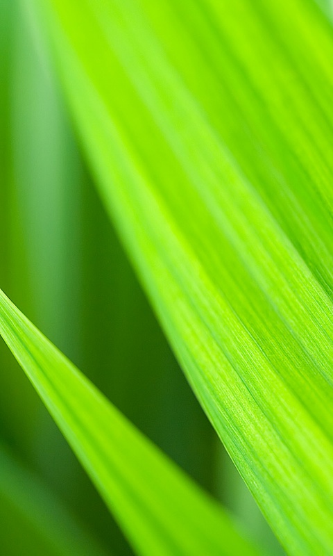 Идеальный кусочек зелени обои
