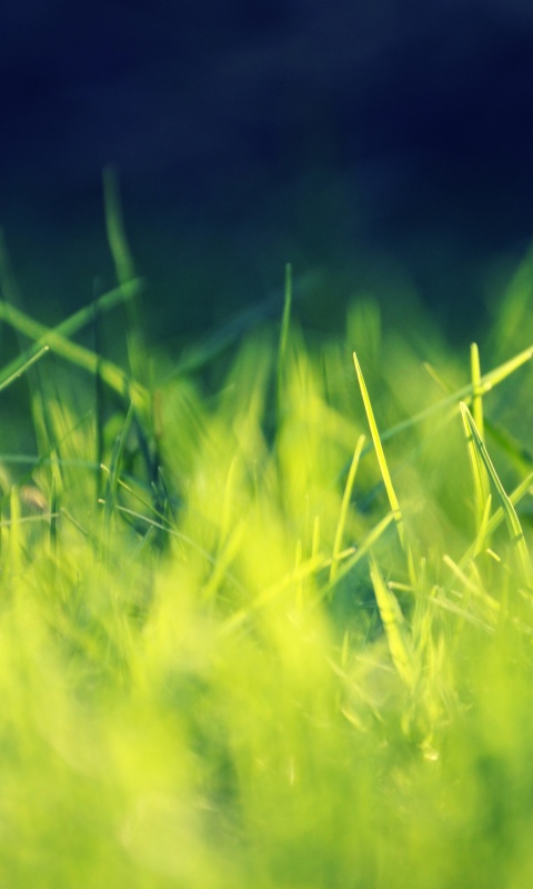 Играя солнечным светом обои