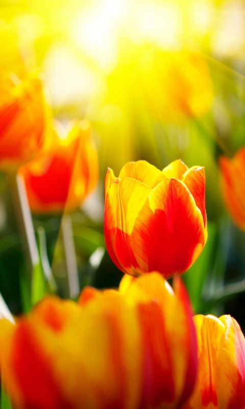 Солнечные тюльпаны обои