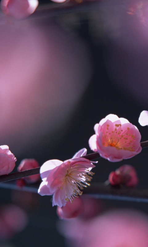 Цветущая вишня обои