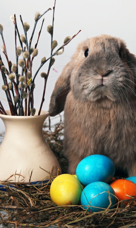 Пасхальный кролик обои