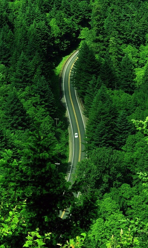 Лесная трасса обои