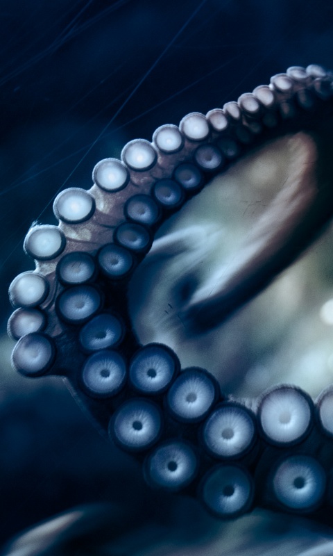 Щупальце обои