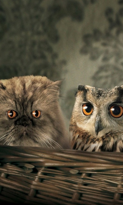 Чужой среди своих обои