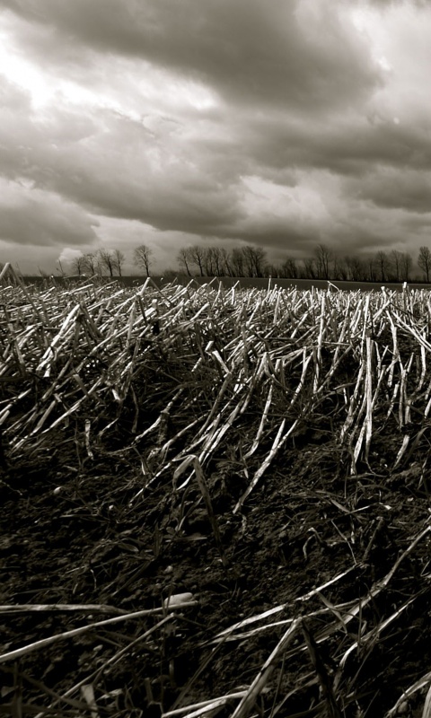 Убранное поле обои