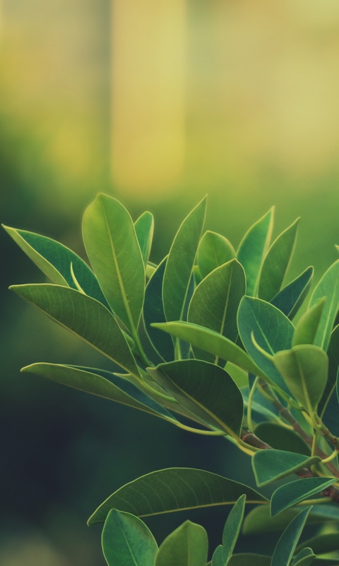 Листья обои