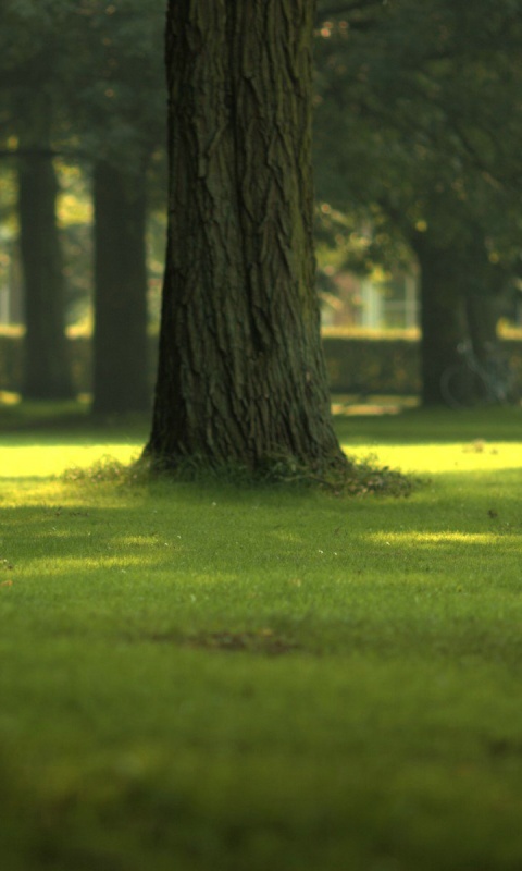 Ствол дерева обои