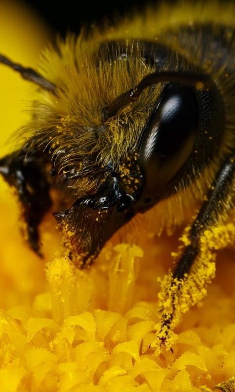 Пчела крупным планом обои