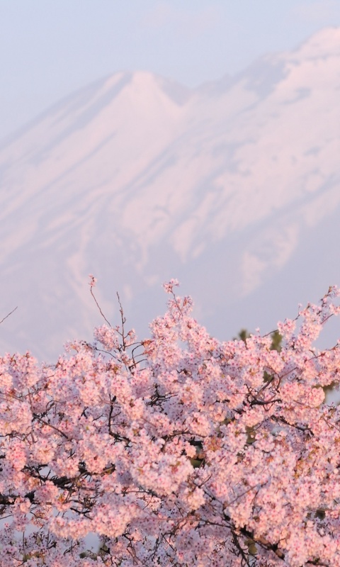 Цветение вишни в горах обои