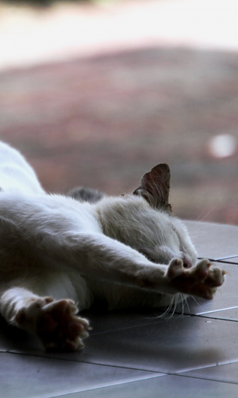 Потягивающаяся кошка обои