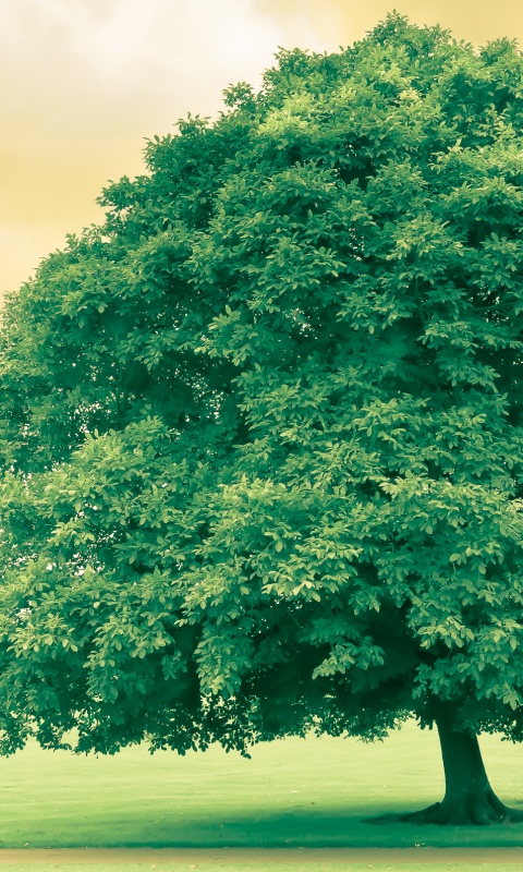 Зеленое ирландское дерево обои