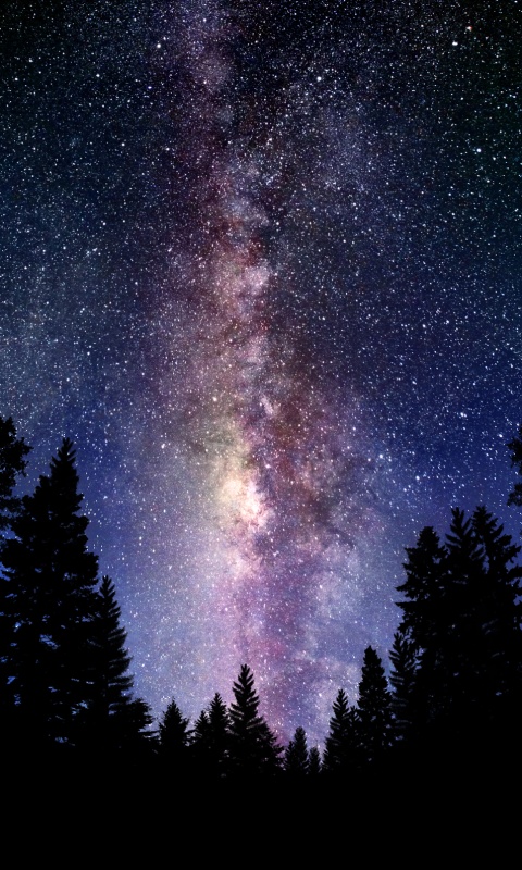 Лесной пейзаж обои