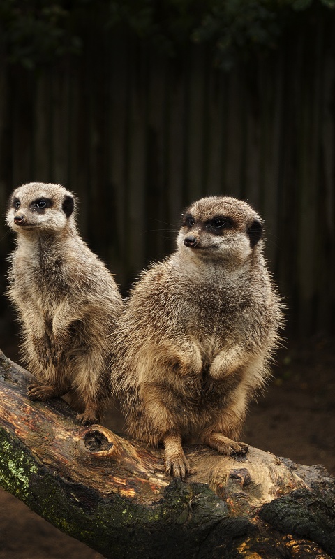 В дозоре обои