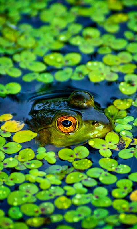 Маленькая лягушка обои